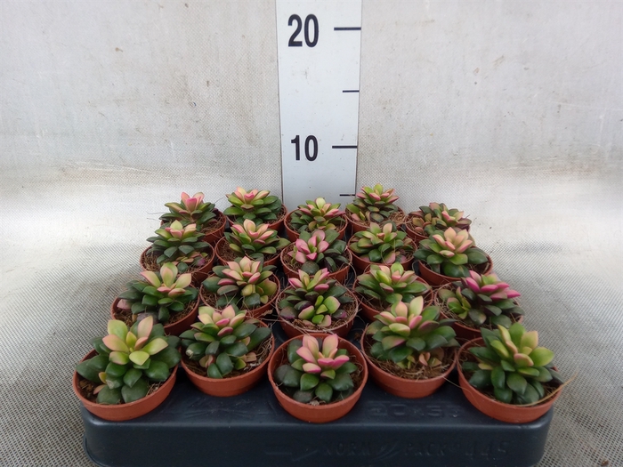 <h4>Succulents   ...</h4>