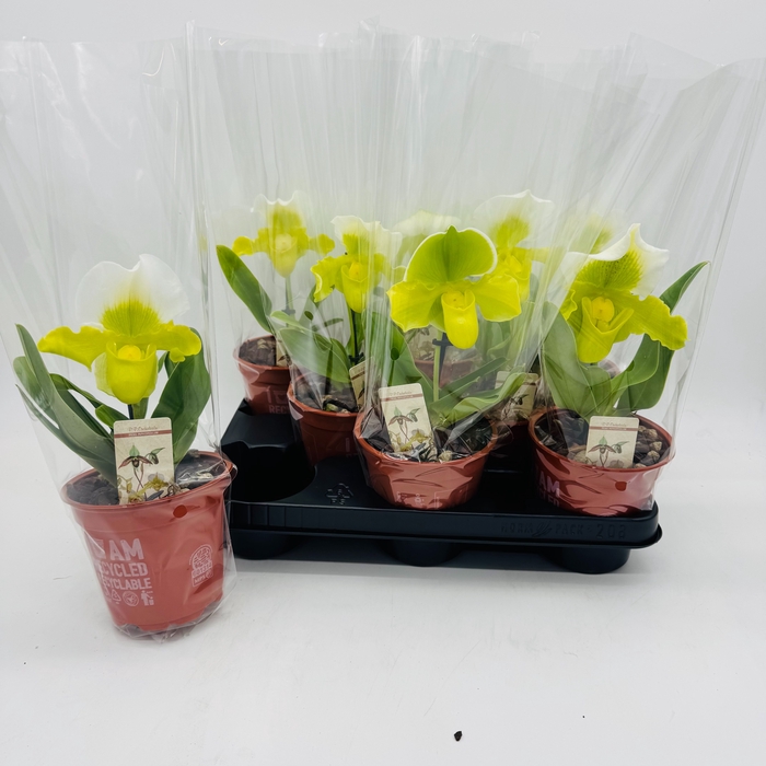 <h4>PAPH AMERIKA HYB GEM</h4>