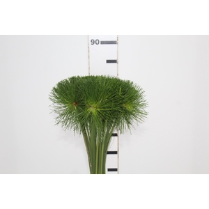 FOLHAGEM PAPIRUS MINI