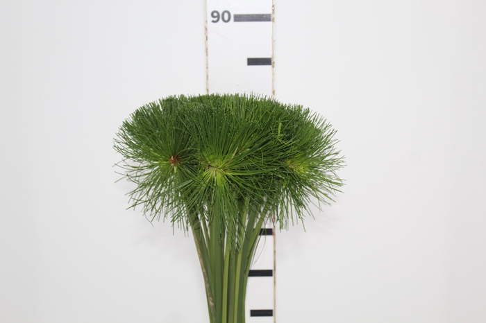 <h4>FOLHAGEM PAPIRUS MINI</h4>