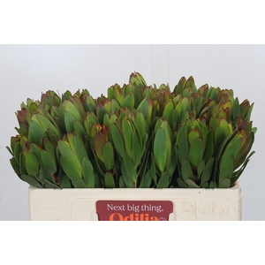 Leucadendron Goldstrike