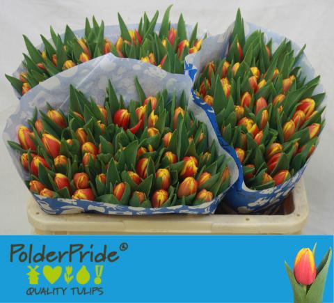 <h4>TU EN DOW JONES</h4>