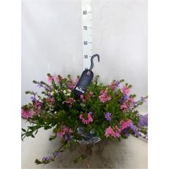 <h4>Scaevola aemula</h4>