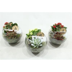 6986 BOLGLAASJE ROOD/GOUD