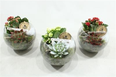 <h4>6986 BOLGLAASJE ROOD/GOUD</h4>