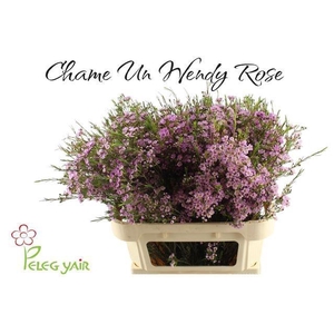 CHAME UN WENDY ROSE