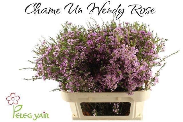 <h4>CHAME UN WENDY ROSE</h4>