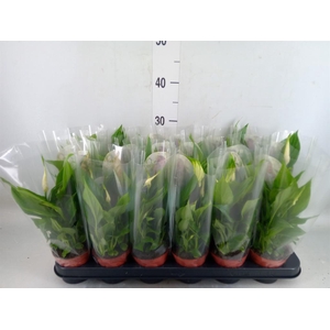 Spathiphyllum  'Chopin'