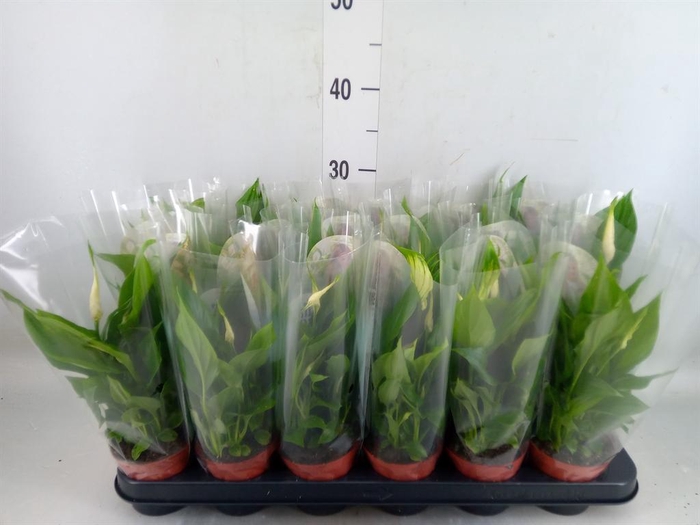 <h4>Spathiphyllum  'Chopin'</h4>