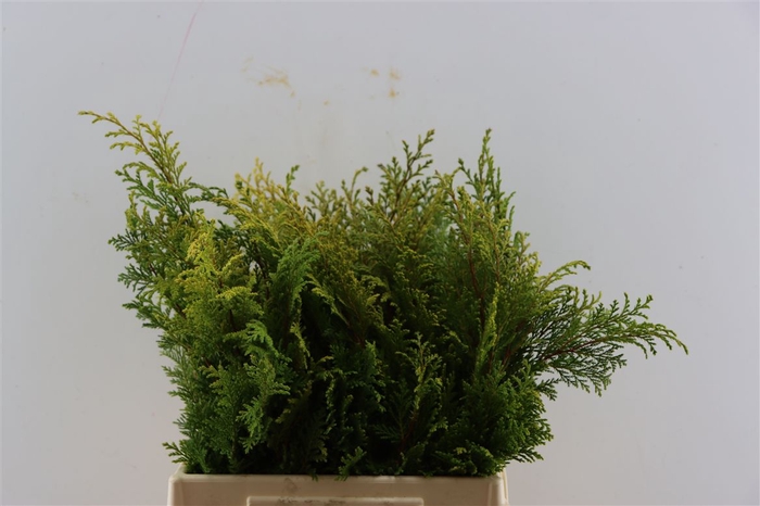 <h4>Chama Pisifera Plumosa</h4>