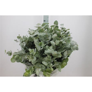 Euca Cinerea Za Spray Kort 200 Gram