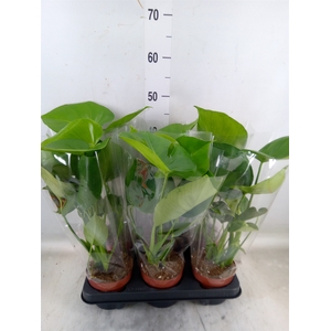 Monstera   ...