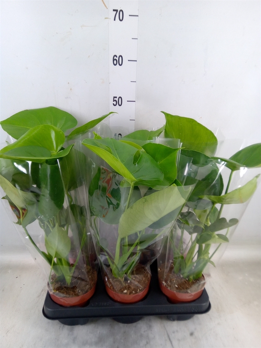 <h4>Monstera   ...</h4>