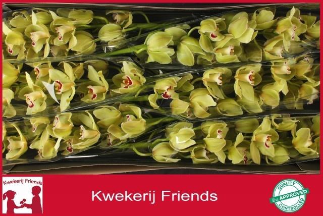 <h4>CYMB T PIEDMONT</h4>