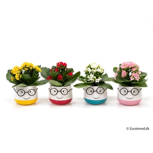 KALANCHOE BLOSSF p6 E 3025