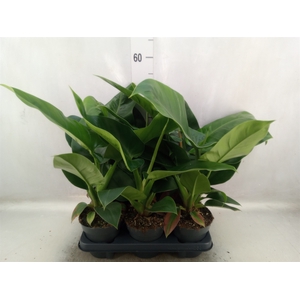 Philodendron  'Imperial Green'