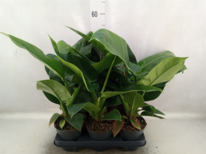 <h4>Philodendron  'Imperial Green'</h4>