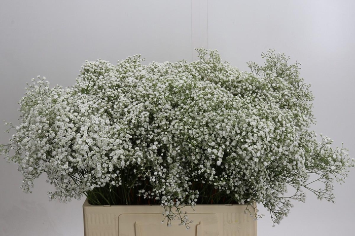 <h4>Gyps Zinzi Tyree</h4>