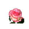 ROSA JUMILIA 040 CM