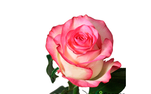 ROSA JUMILIA 040 CM