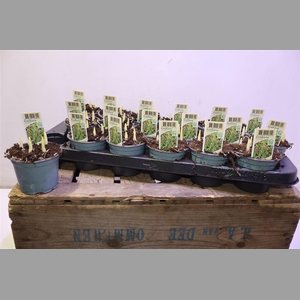 Fritillaria Uva-vulpis