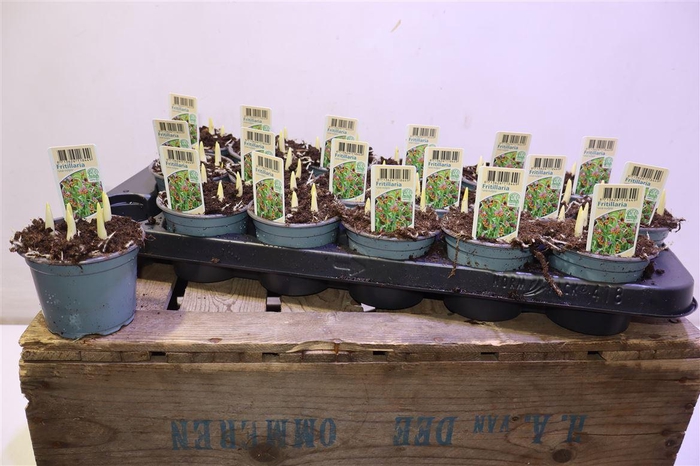 <h4>Fritillaria Uva-vulpis</h4>