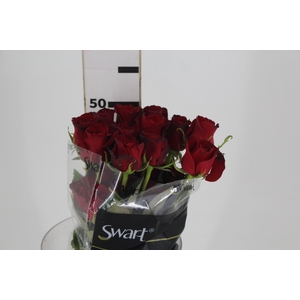 ROSA FREEDOM 050 CM ESTUFA