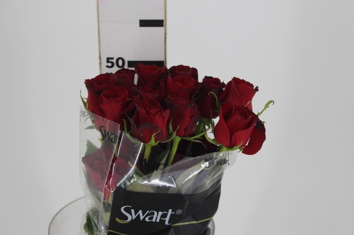 <h4>ROSA FREEDOM 050 CM ESTUFA</h4>