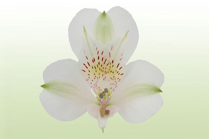 <h4>ALSTROEMERIA BIANCA 080 CM</h4>