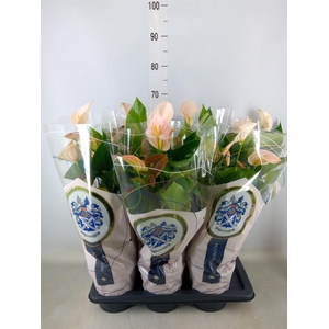 Anthurium andr. 'Perito Pearl'