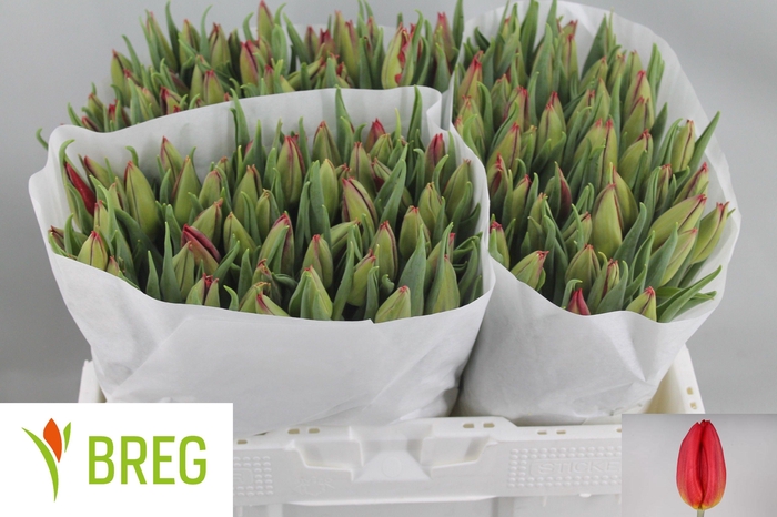 <h4>TU EN STRONG FIRE</h4>