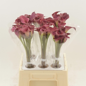 Calla Red Charm