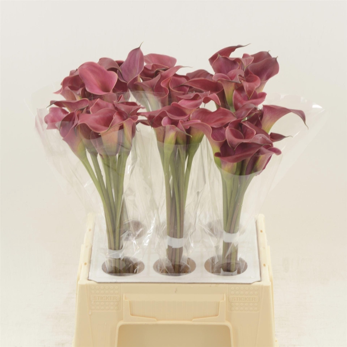 <h4>Calla Red Charm</h4>