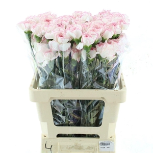 DI ST MUDAH ROSA
