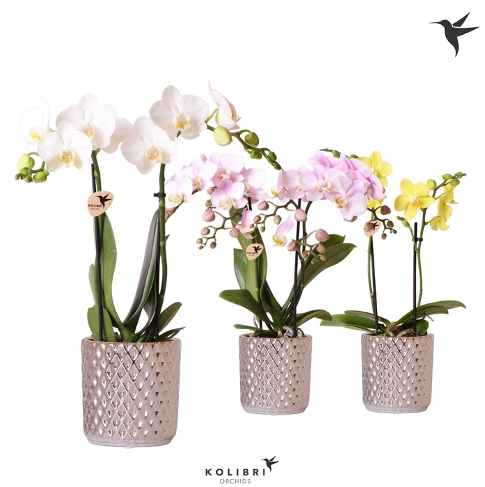 <h4>Kolibri Orchids Phalaenopsis mix 2 spike in Diamond pot silver</h4>