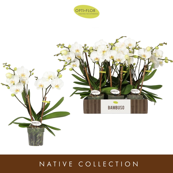 <h4>Bambuso Inyo 2 spike</h4>