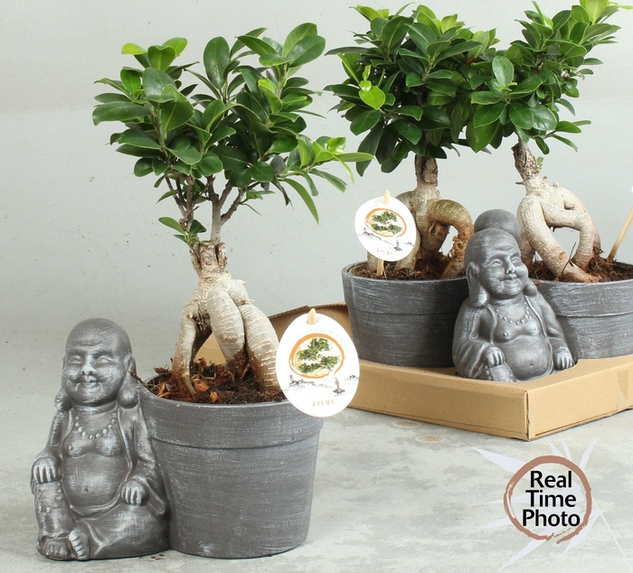 <h4>FIC MI GINSENG</h4>