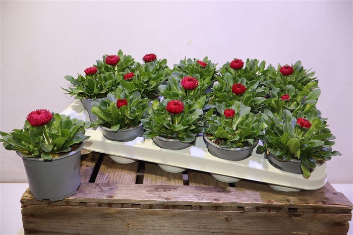 <h4>Bellis P Gr Rog Red</h4>