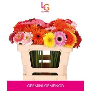 Ge Mi Gem