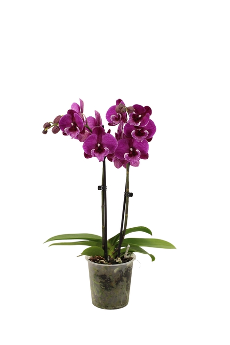 <h4>Phal Black Bear 2T16+</h4>