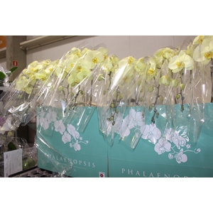 PHALAENOPSIS CASCATA ESPECIAL P15 AMARELO MIN 8 FLS