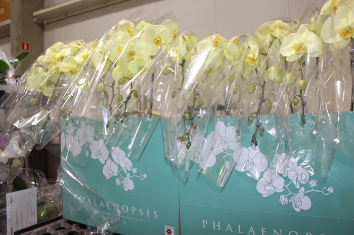 <h4>PHALAENOPSIS CASCATA ESPECIAL P15 AMARELO MIN 8 FLS</h4>