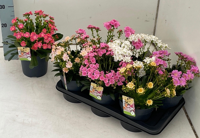 <h4>LEWI MOU DREAMS GEM</h4>