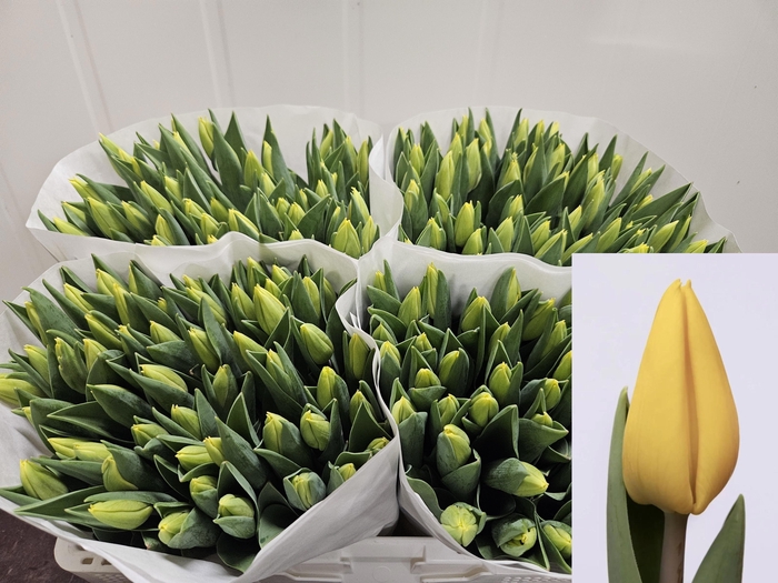 <h4>Tu En Yellow Flight</h4>