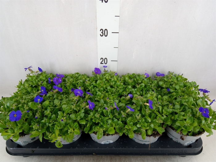 <h4>Aubrieta gracilis 'Kitte'</h4>