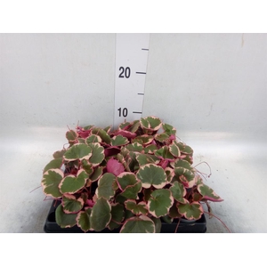 Saxifraga stol. 'Tricolor'