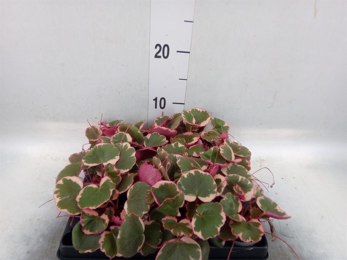 <h4>Saxifraga stol. 'Tricolor'</h4>