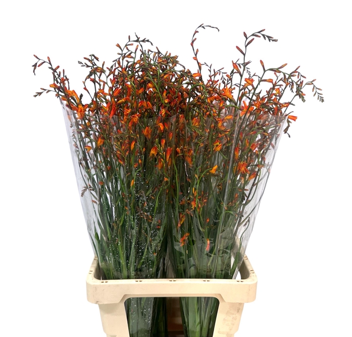 <h4>CROCOS LUCIFER</h4>