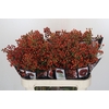 Rozenbottel Autumn Rosefruits