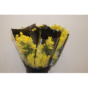 Mimosa Mirandole 200gr P Bunch